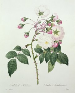 Adelia aurelianensis, gegraveerd door Victor, uit 